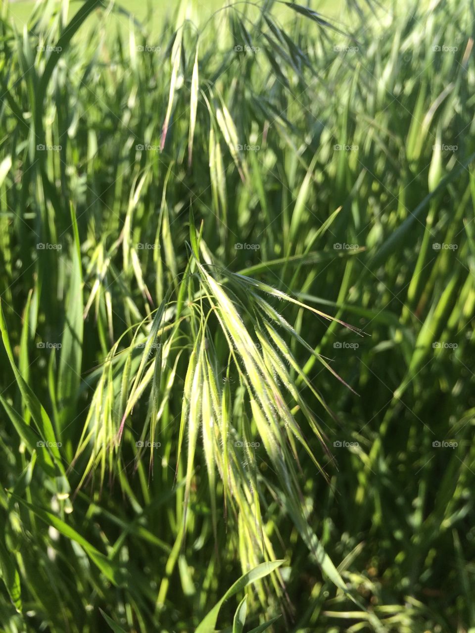 Grass blades. Grass seeds in a field 
