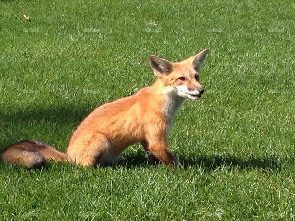 Fox on a golf course - 1