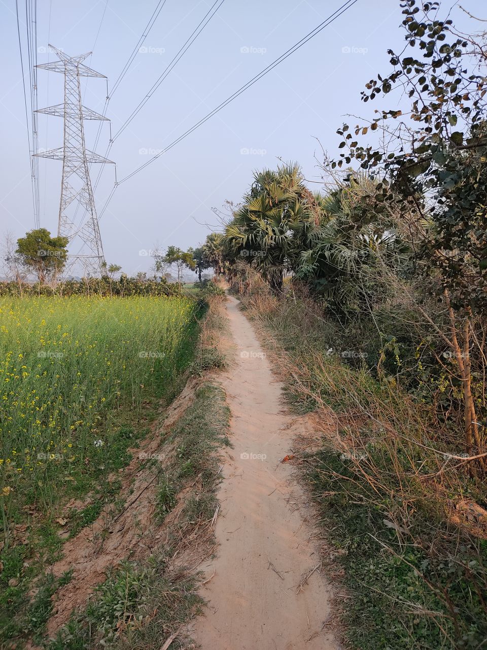 beautiful😍 pathway 👣👣👣👣