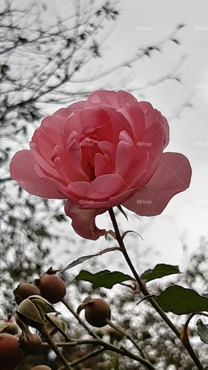 light pink delicate rose on white background, elegant, japanese mood