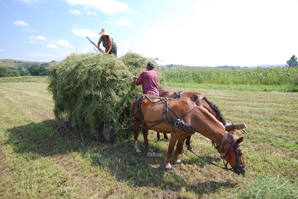 Typical summer work on a field, Trarnsylvania