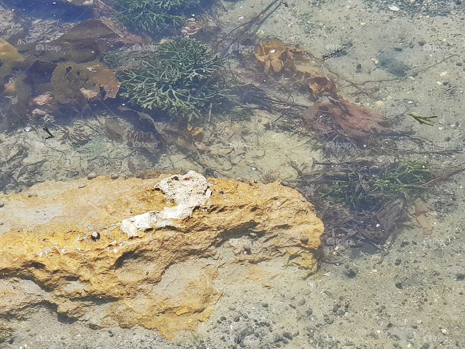 Another rock pool on the sea shore. Home to a yellow lime rock and different shades of color seaweed some shells and tiny fish live here too.
