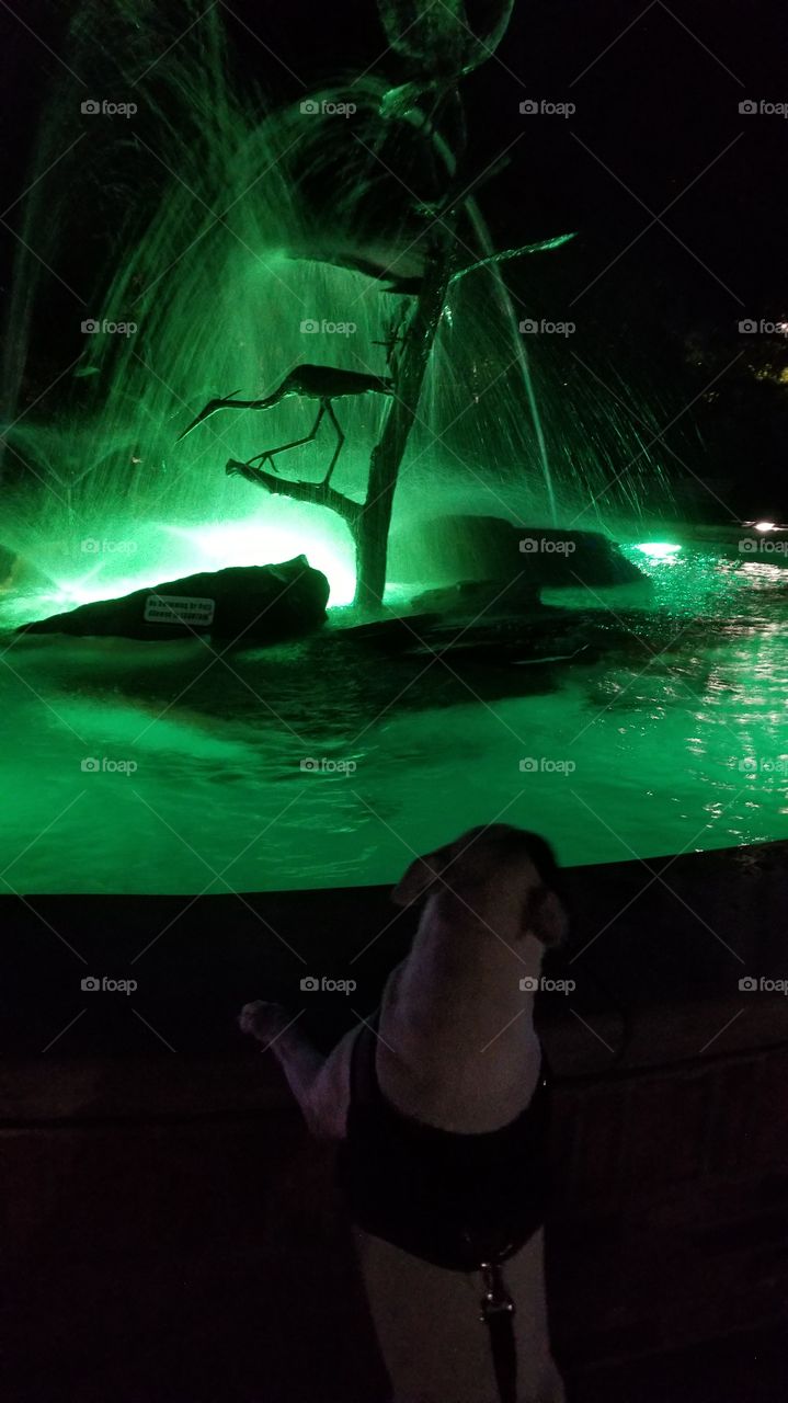 Bull terrier checking out the green bird fountain