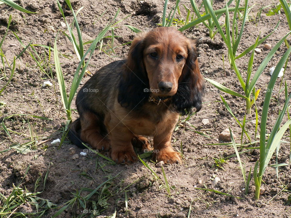 Close-up of Dog