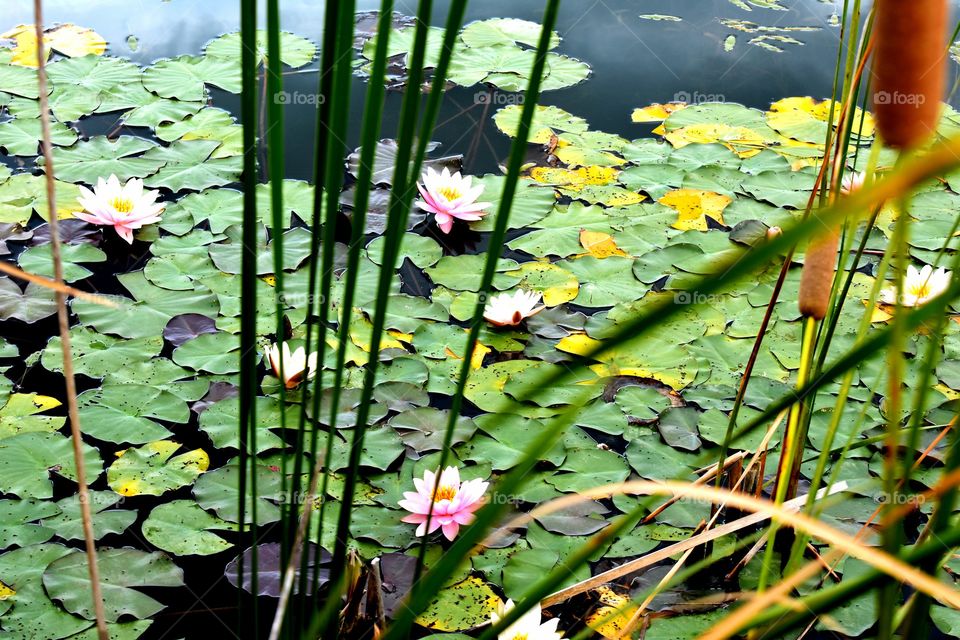 water nature lily pads water lilies Cattails floral fauna Bloom Lake Dublin Ohio