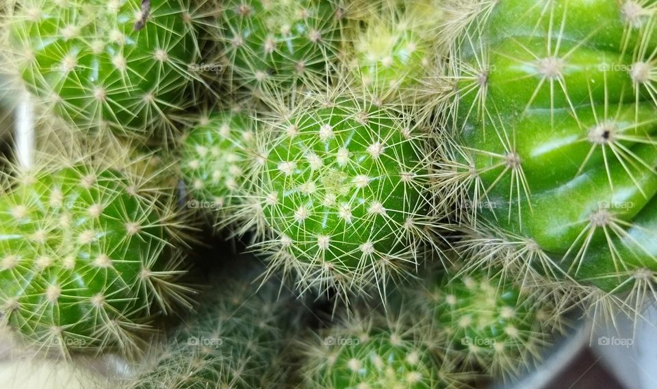 cactus