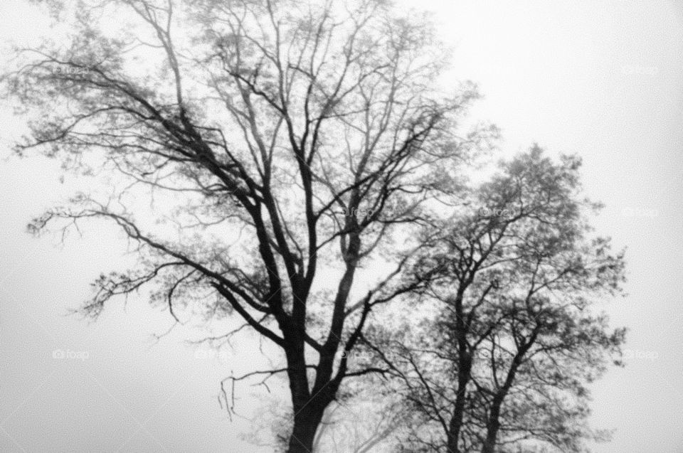 trees in black and white