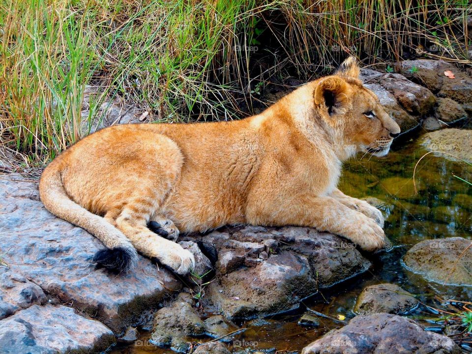 Young lion in Zimbabwe, Africa. Young lion in Zimbabwe, Africa