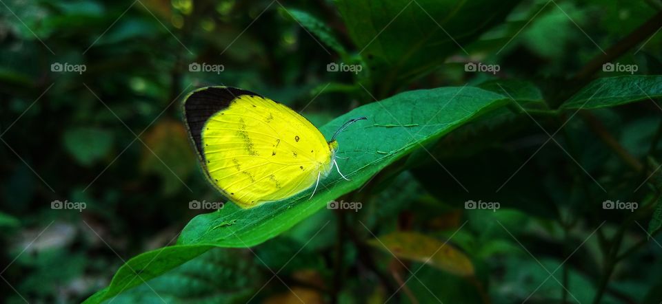 Beautiful yellow butterfly but you are prettier