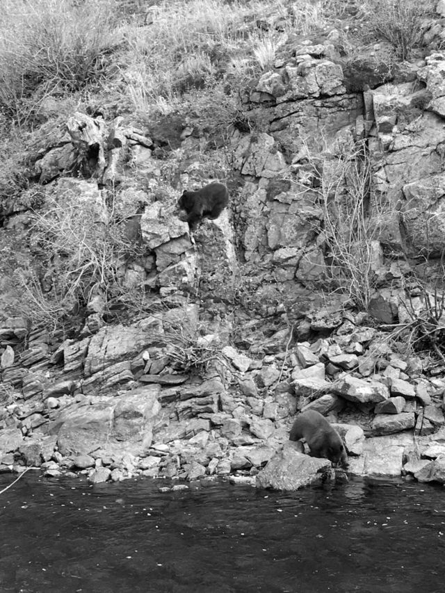 Bears on mountain side