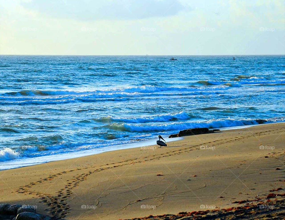 Pelican on beach. Hobe Sound Wildlife Preserve