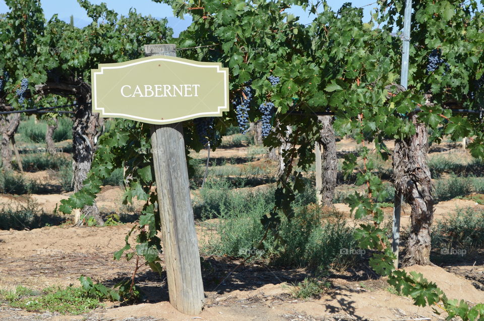 Cabernet Wine Sign. At the Temecula winery, grapes used for cabernet.