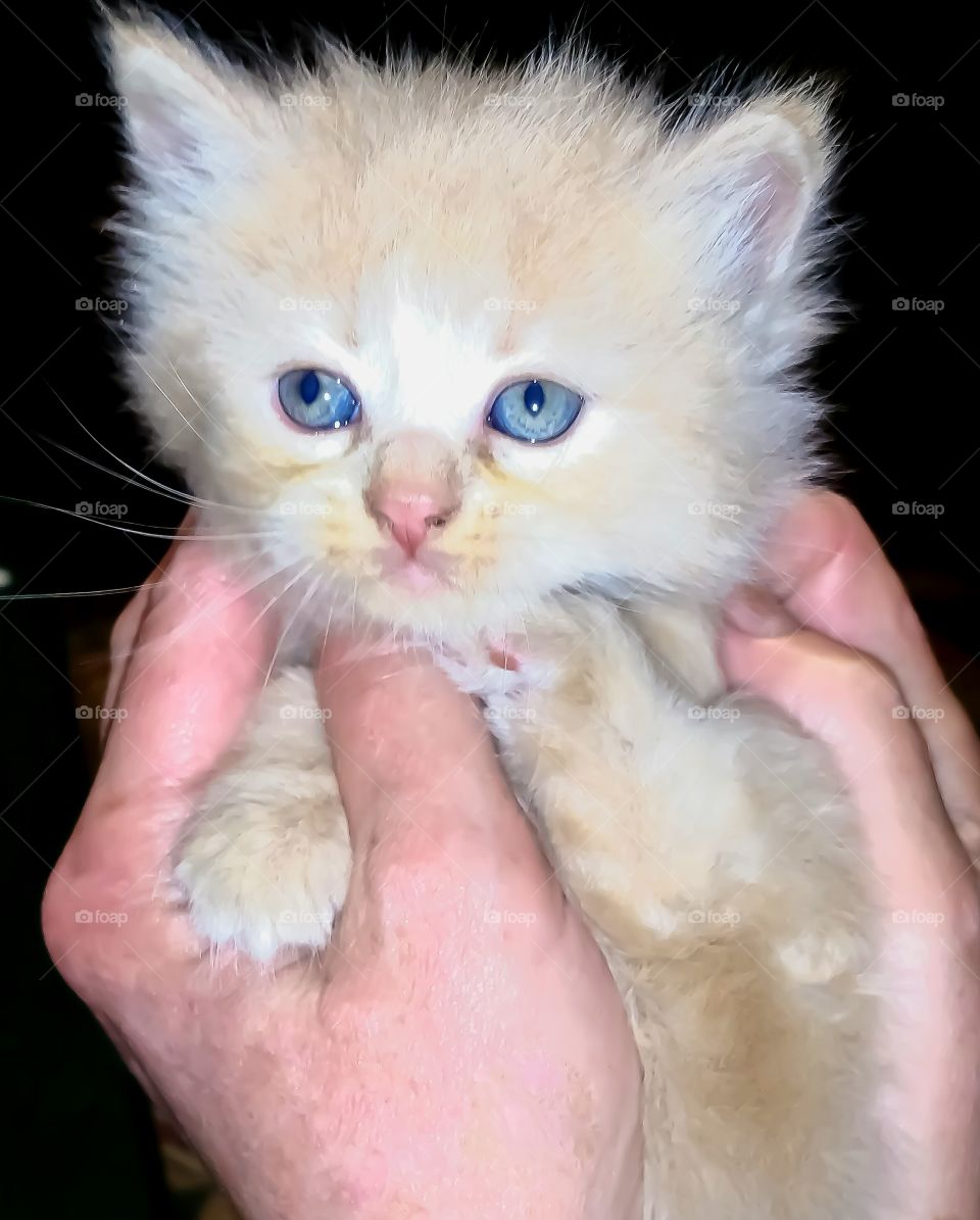 holding cute fluffy kitten in hands