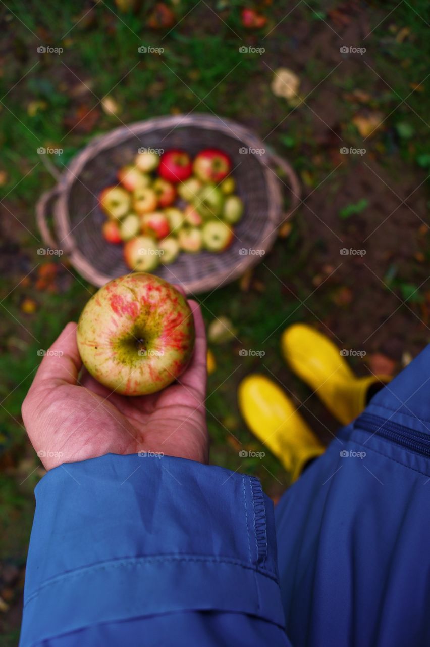Picking Apples in Autumn 