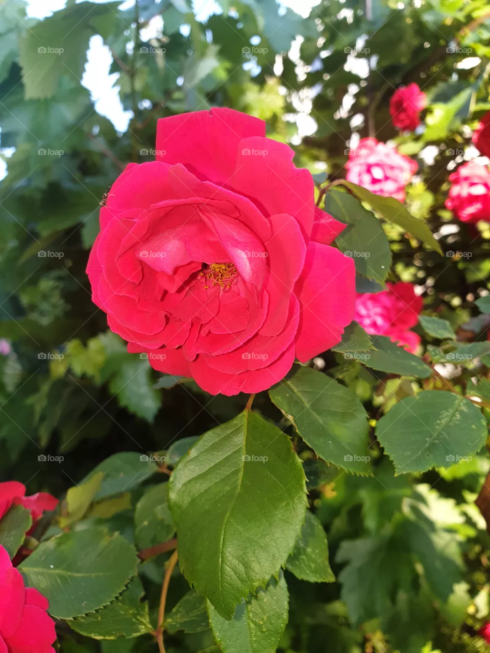 rose