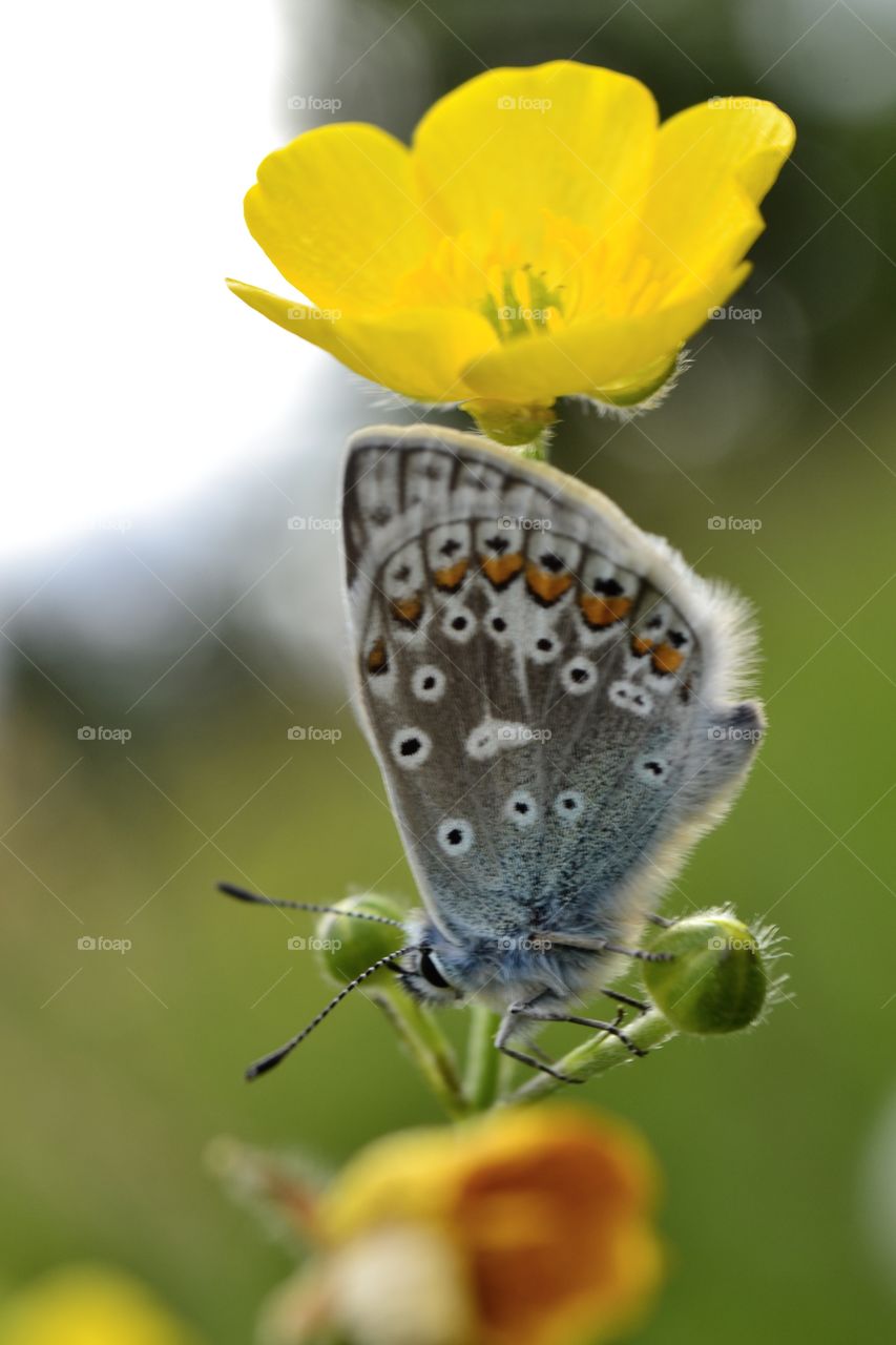 Colourful Butterfly 