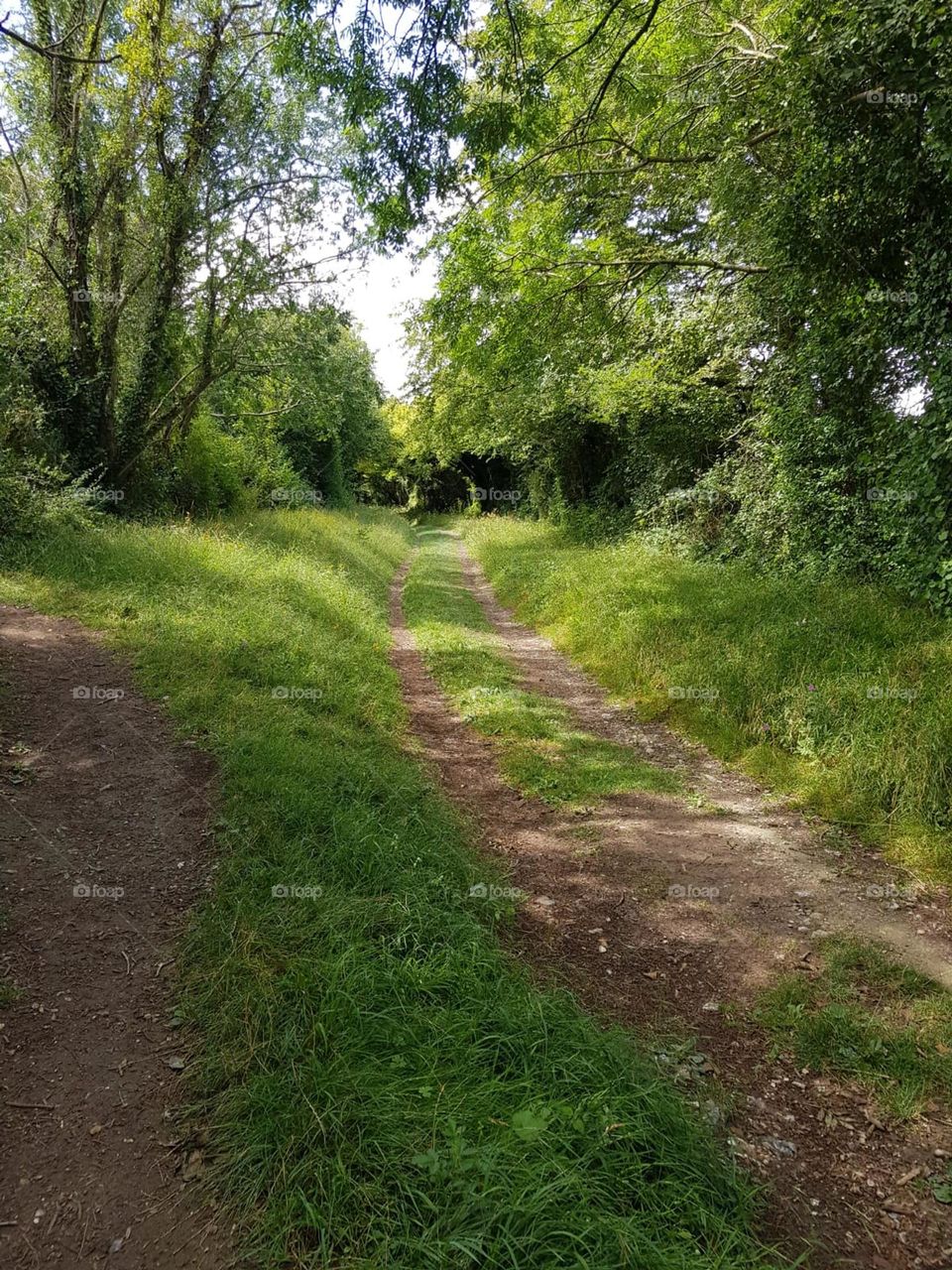 View up country lane surround trees