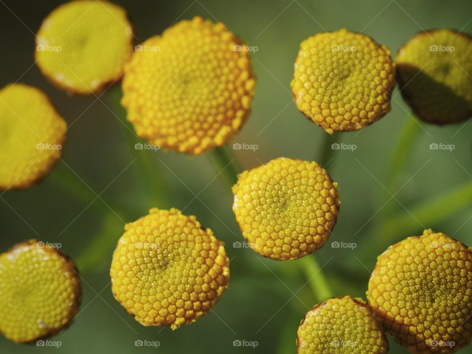 Tansy flowers