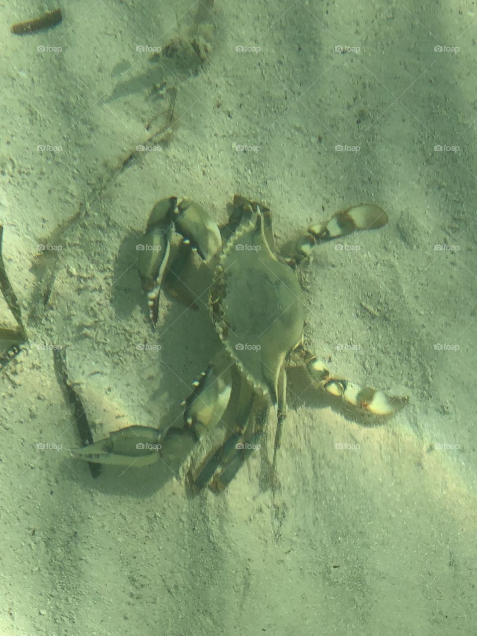 Blue Crab in the Florida Keys 