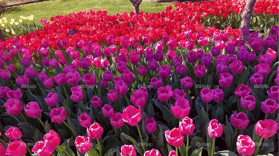 Enjoying the Cincinnati Zoo Blooms! 
