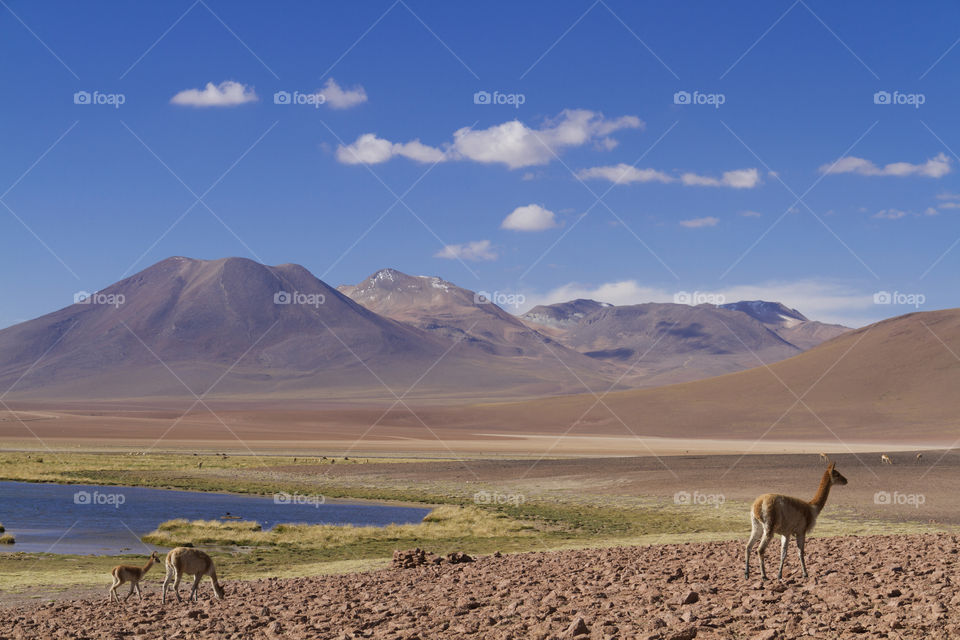 Atacama Desert in Chile.