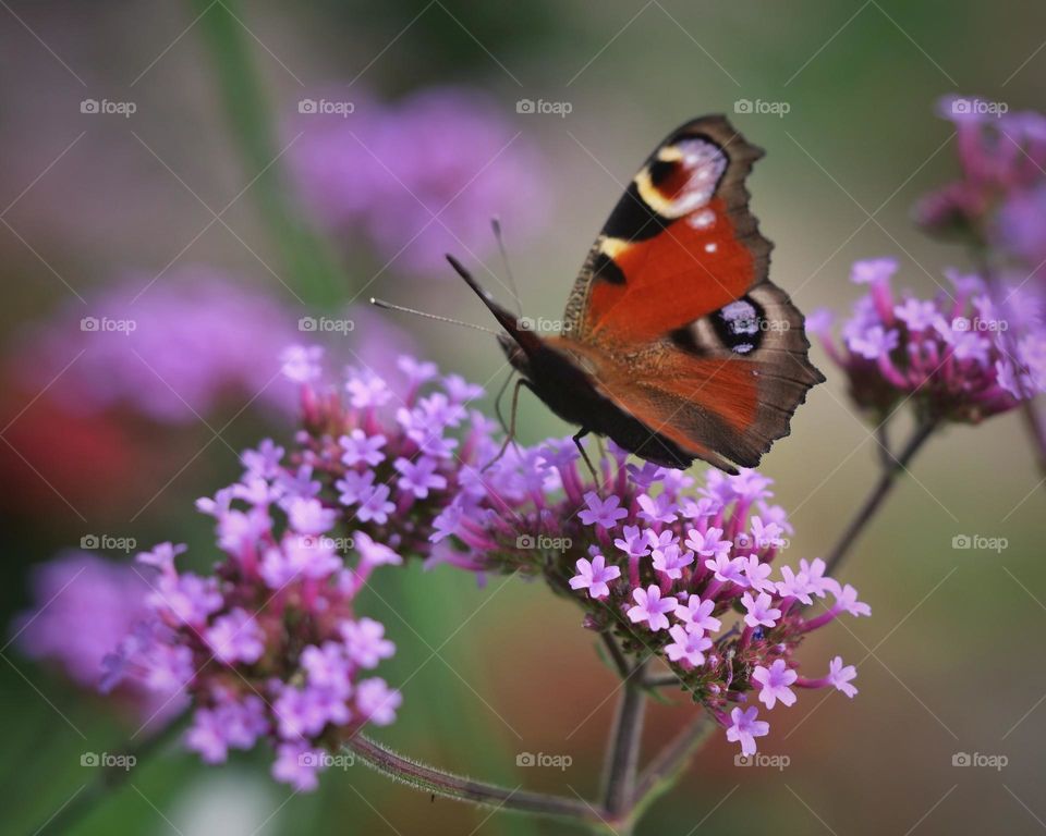 Peacock butterfly searching for nectar