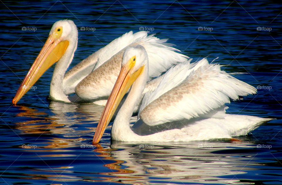 White Pelicans in Blue Water