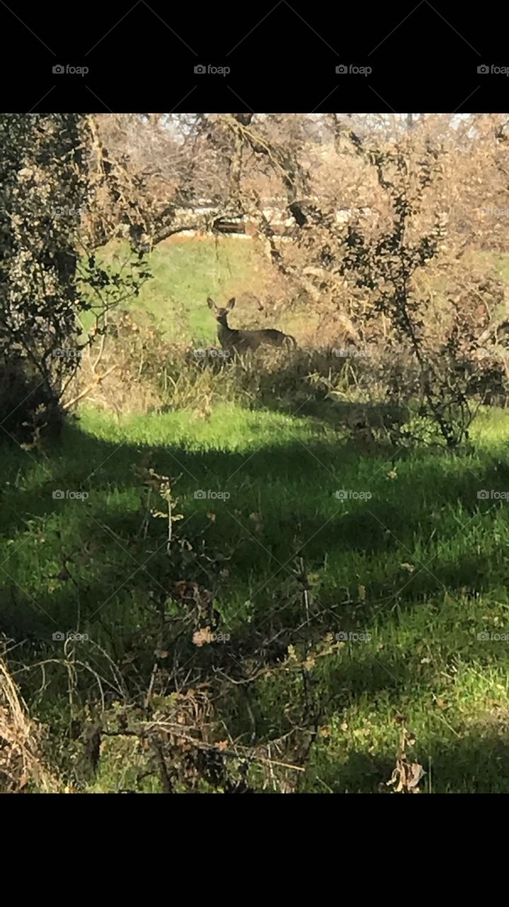 Straight on picture of Deer in the woods 