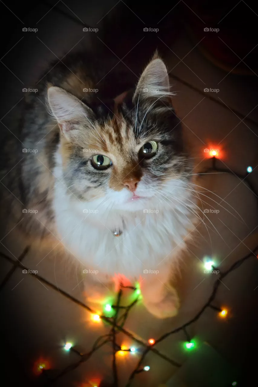 сat, new year