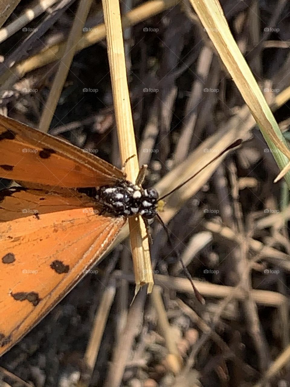 Something about December, Countryside (Thailand)