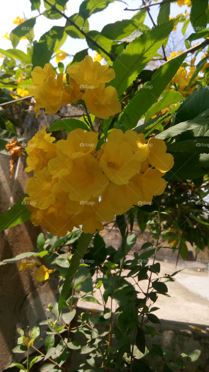 Indian yellow garden decorative flower