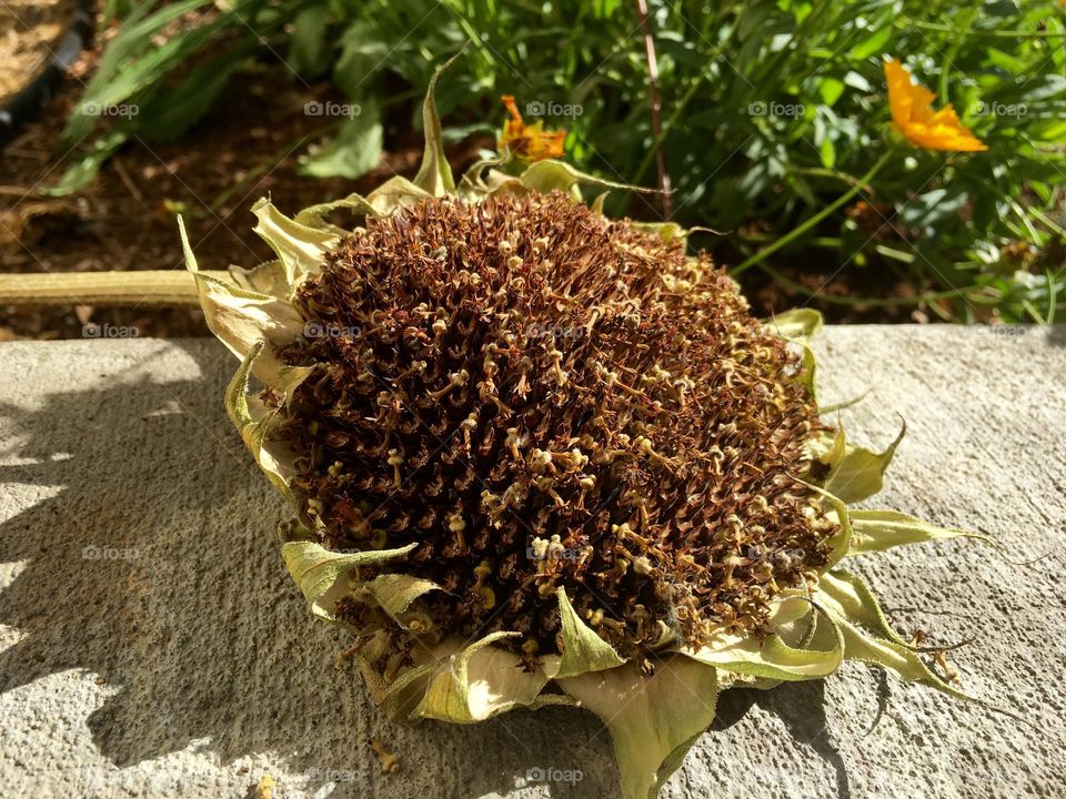 Sunflower seeds