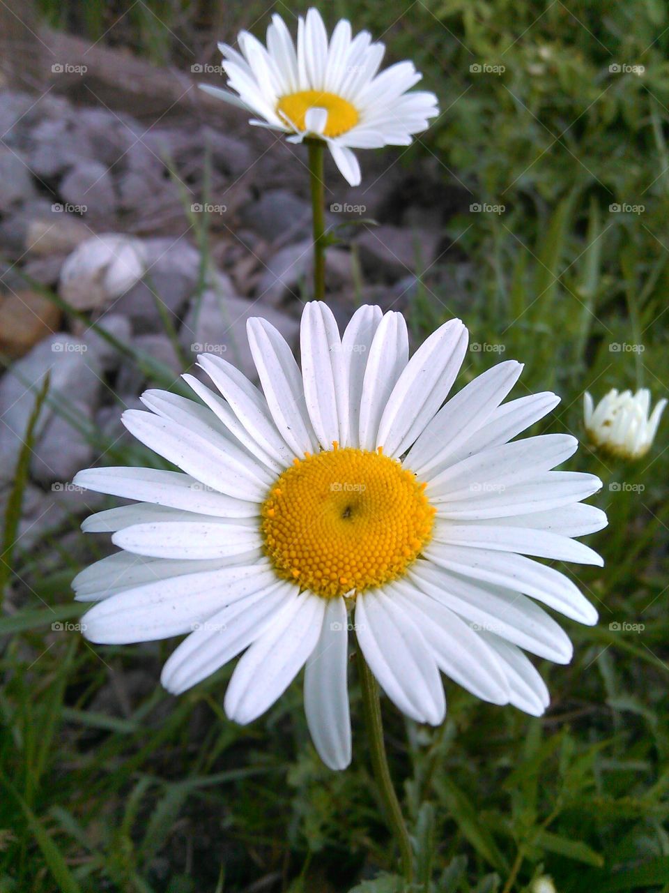 First Daisies. The year's first of this seasonal favorite