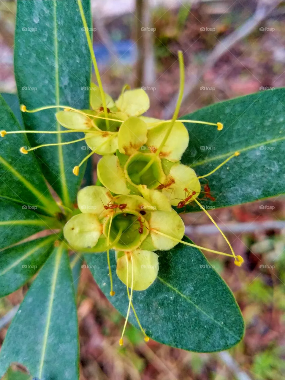 beautiful natural flowers