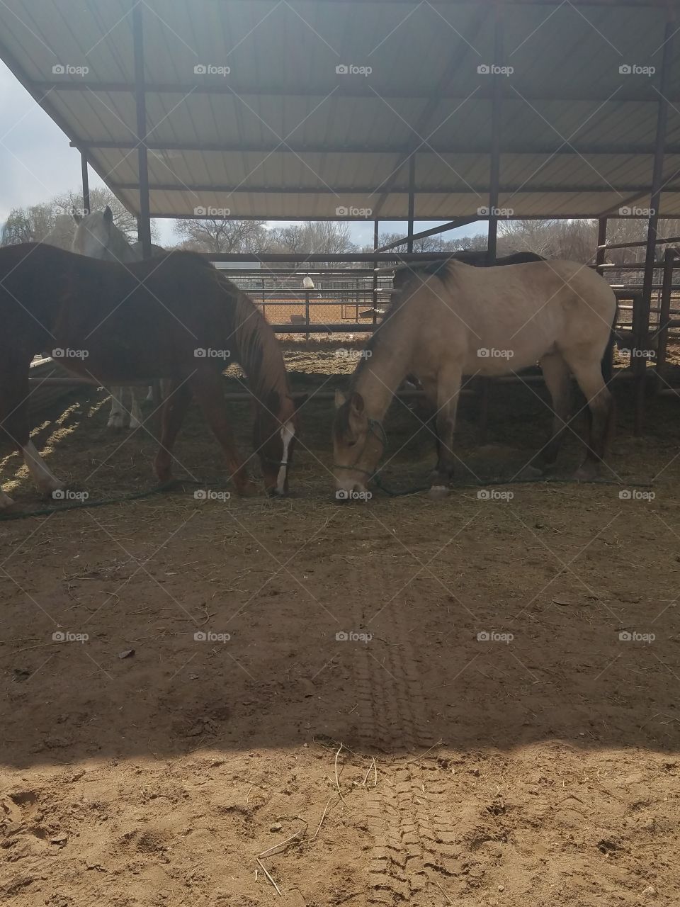 Two Horses eating together