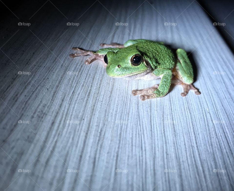 Tree frog on wall