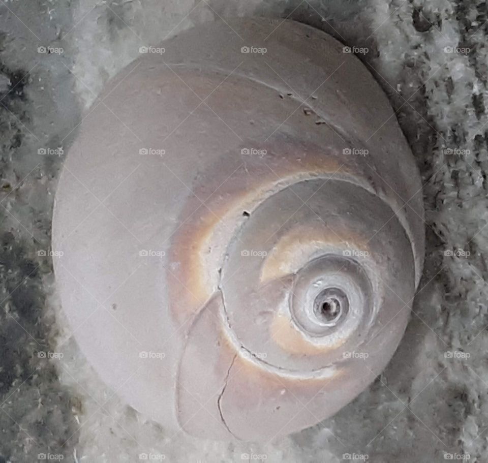 shell