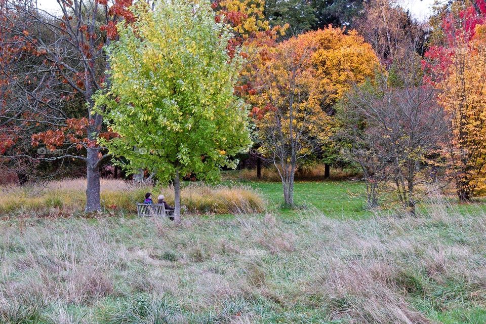 autumn tree in the park