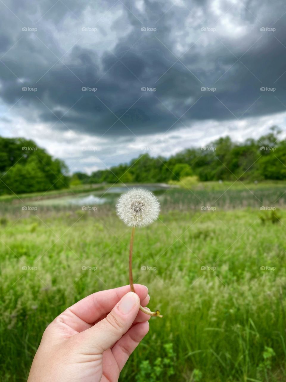 A dandelion ready for wish making on a grassy field near a small pond on an overcast day in Ohio 