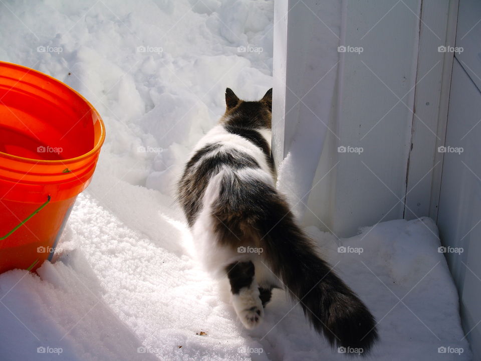 Rear view of a cat walking in snow