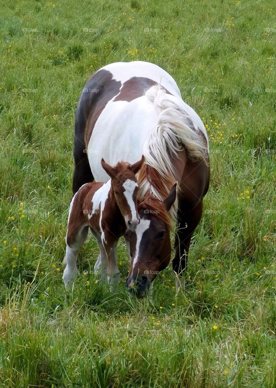 Horse with foal in green meadow