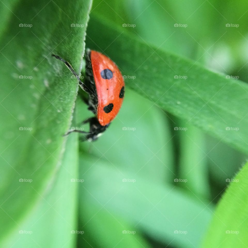 Ladybug crawling on leaf