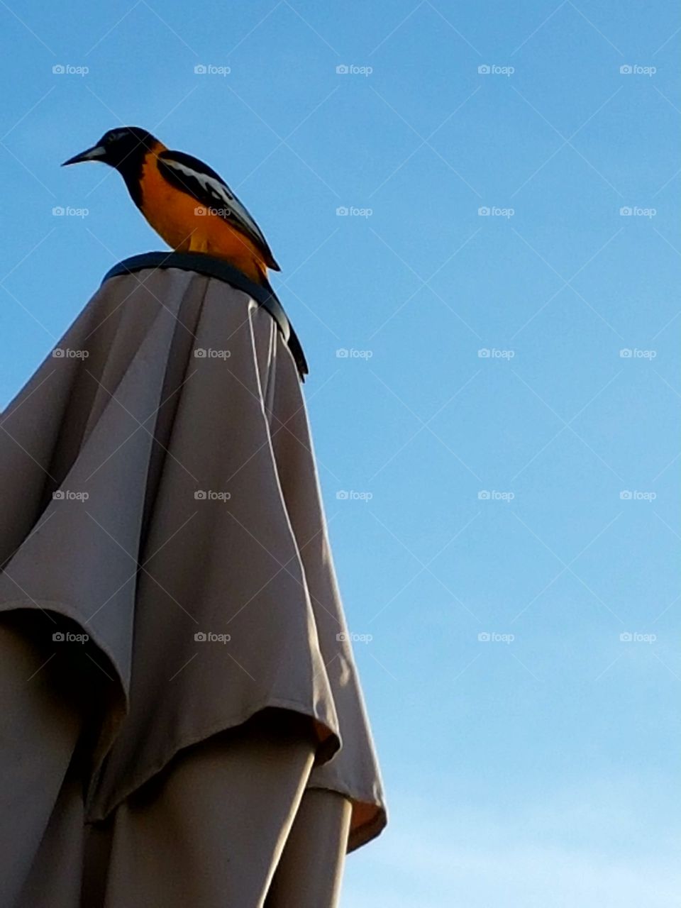 trupial Bird Curaçao