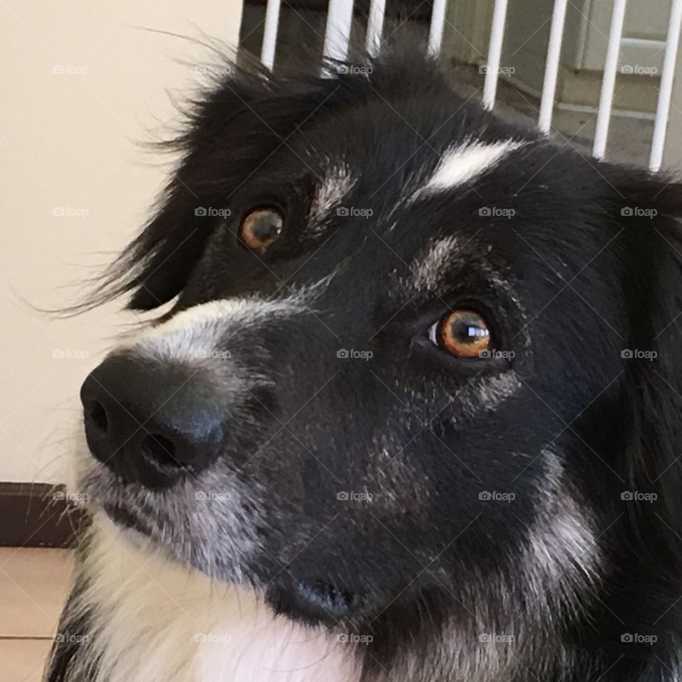 Border collie sheepdog