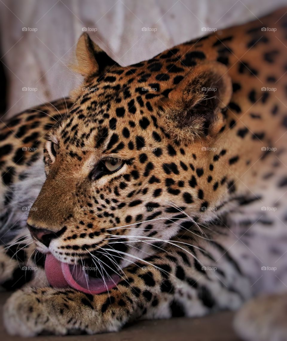 King of jungle ready for hunt