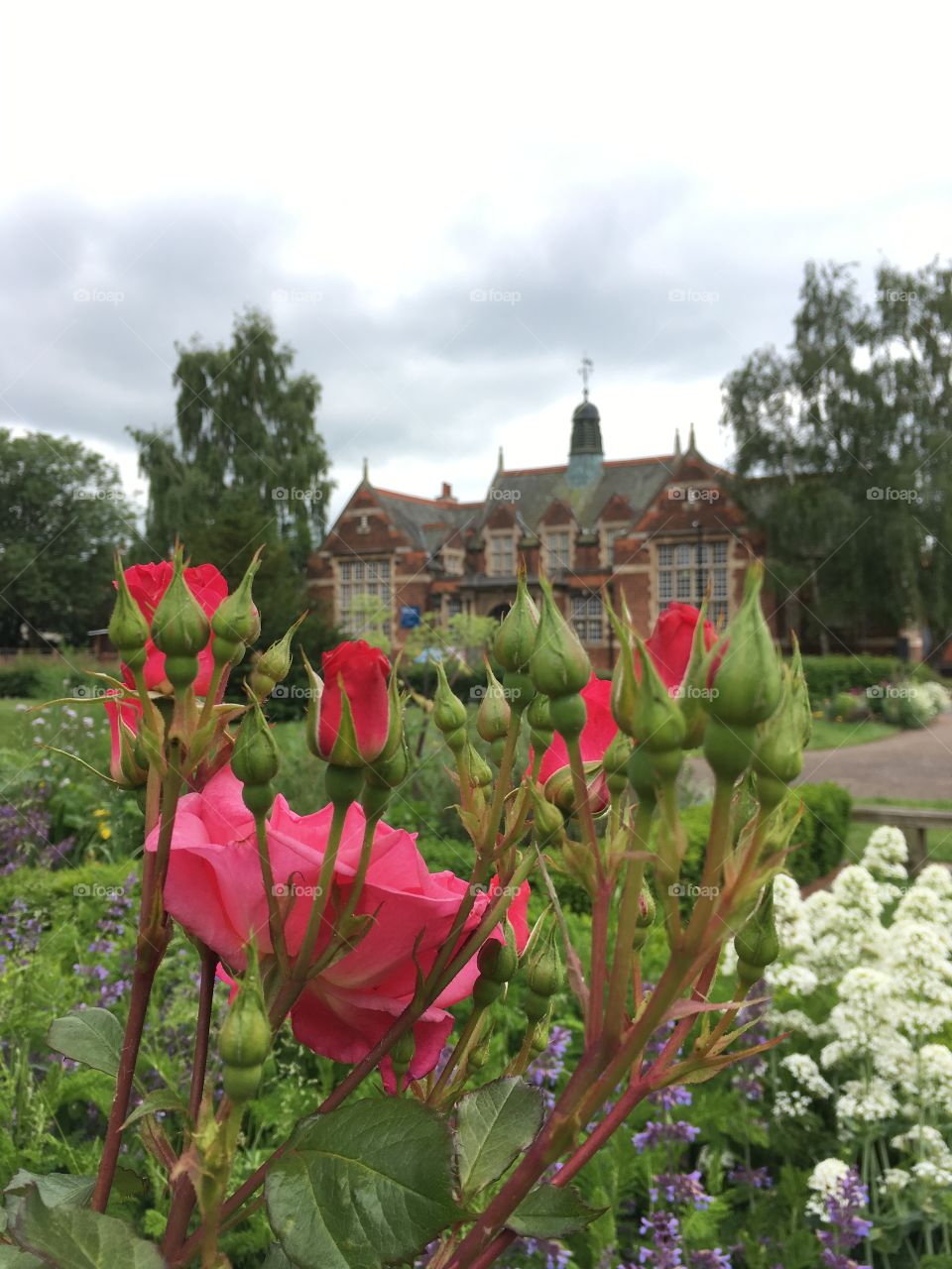 Close up view of rose bush flowers with Gainsborough town council building in the background 