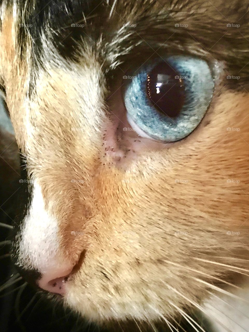 Beautiful blue eyes on mama calico cat 🐈