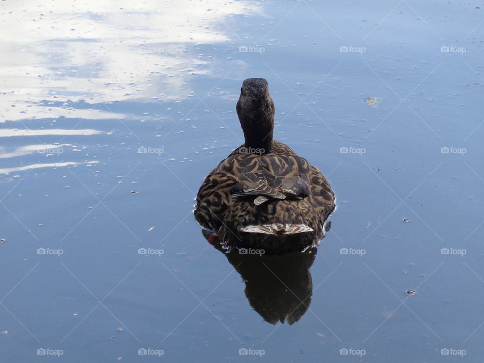duck in lake seen from behind