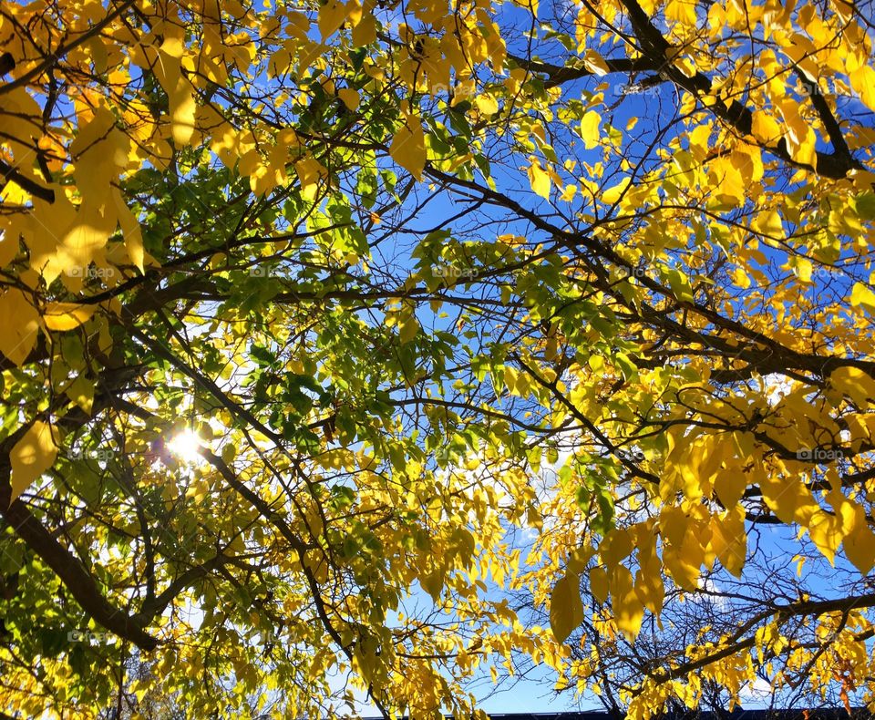 Low angle view of tree branch