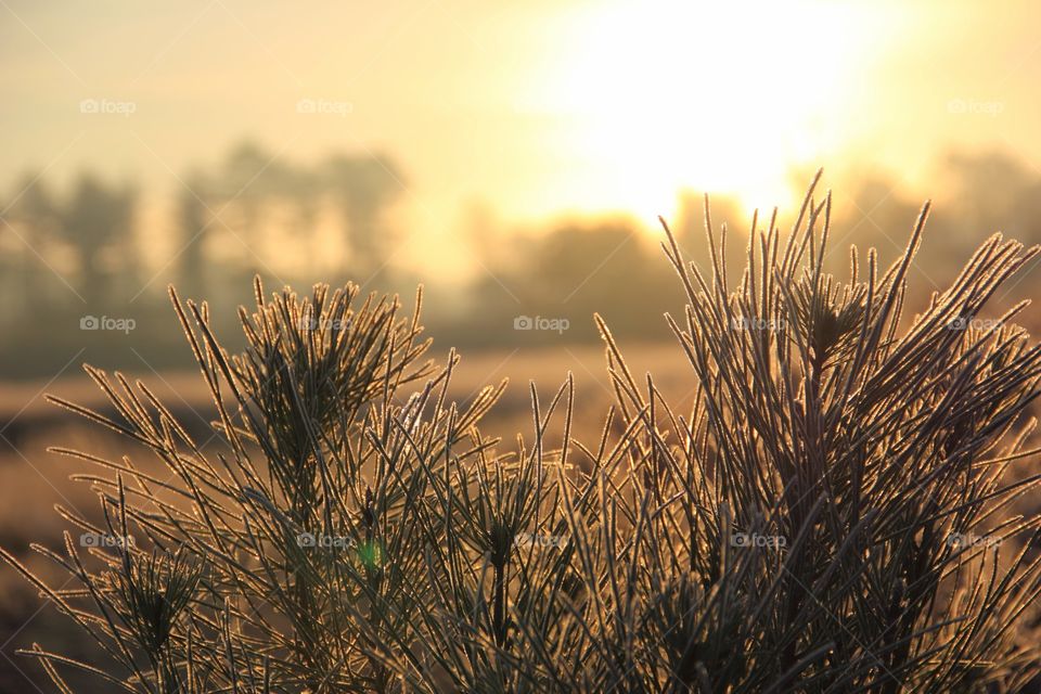 Golden hour grass. Grass in the sunlight at golden hour during winter in the kalmthoutse heide, Belgium.